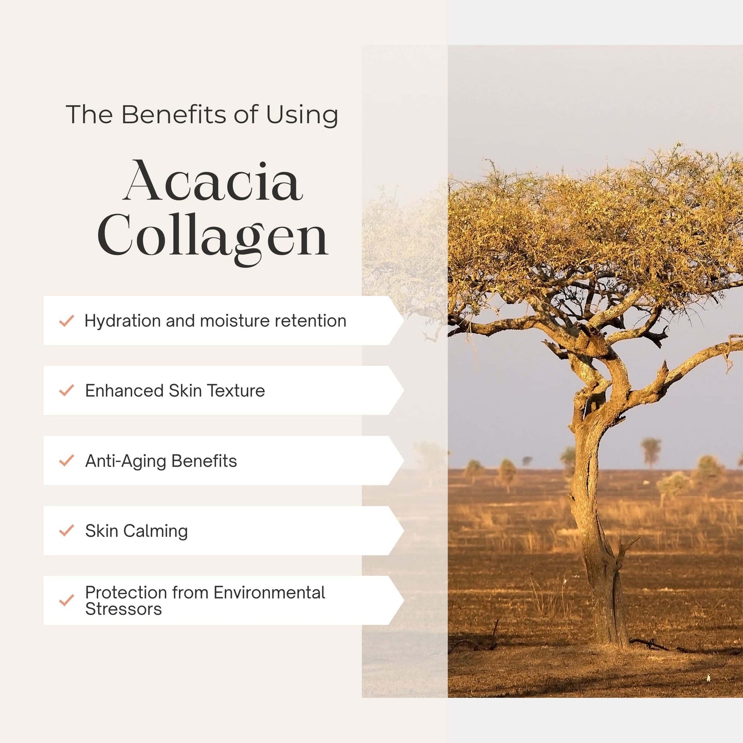 Lumiere 3 Hyaluronic Acid Acacia Collagen Toning Essence